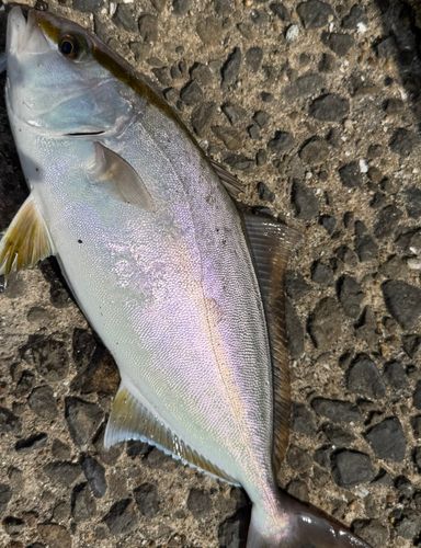 ネリゴの釣果
