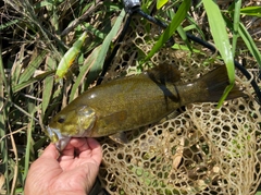 スモールマウスバスの釣果
