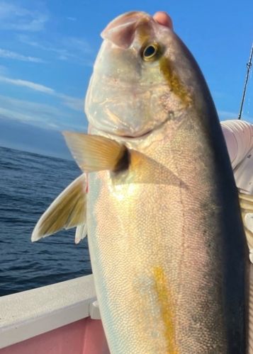 カンパチの釣果
