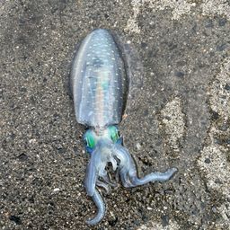 アオリイカ