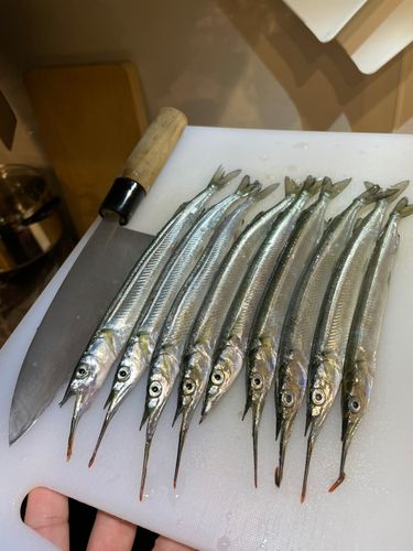 サヨリの釣果