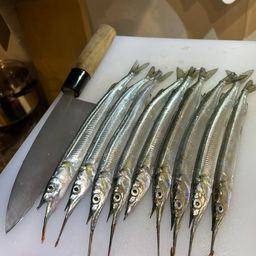サヨリ