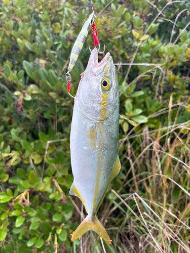 釣果