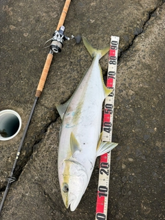 ヒラマサの釣果