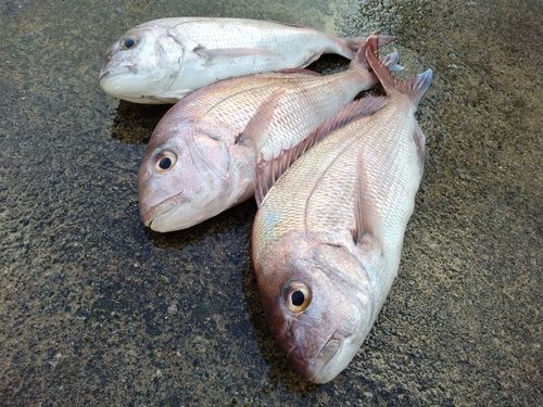 マダイの釣果