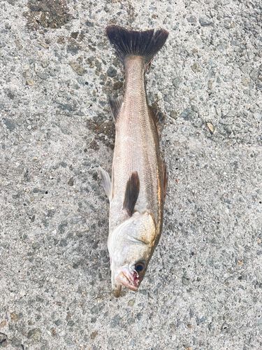 大塩