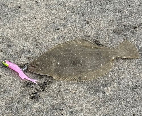 ソゲの釣果