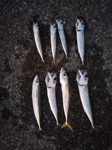 サバの釣果