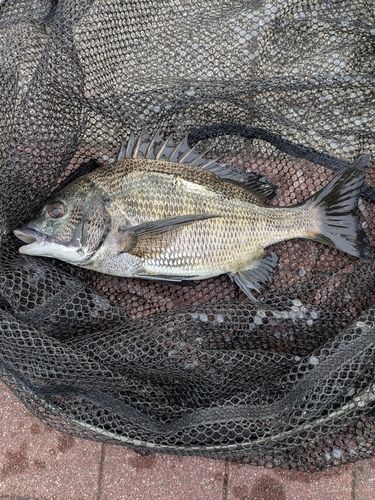 豊洲ぐるり公園