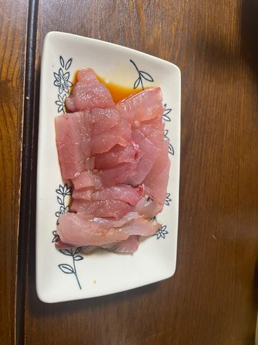 イナダの釣果