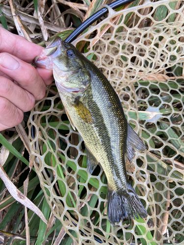 ラージマウスバスの釣果