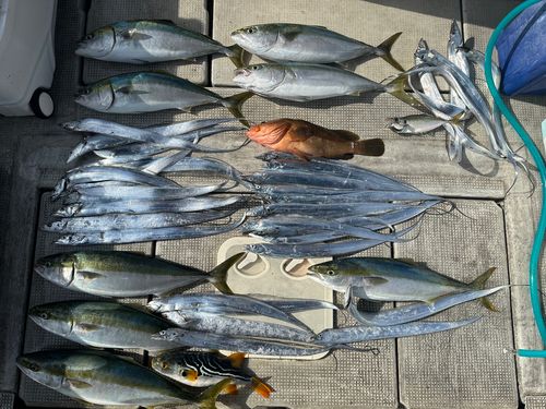 メジロの釣果