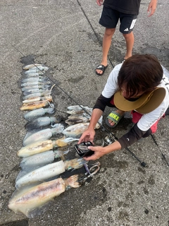 アオリイカの釣果