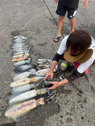 アオリイカの釣果