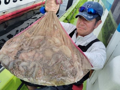 マダコの釣果