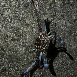 カニ