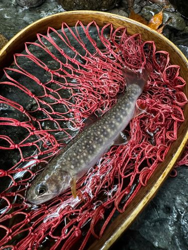 ニッコウイワナの釣果