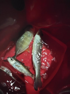 セイゴ(マルスズキ)の釣果