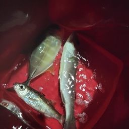 セイゴ（マルスズキ）