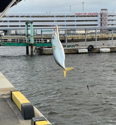 サバの釣果