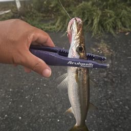 カマス