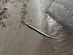 ダツの釣果