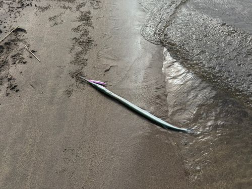 ダツの釣果
