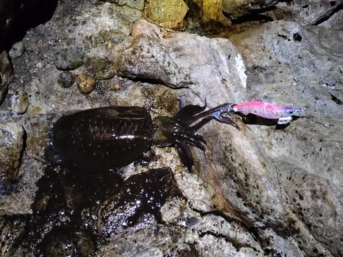 アオリイカの釣果