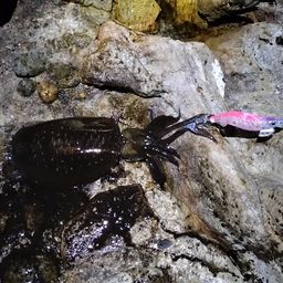 アオリイカ