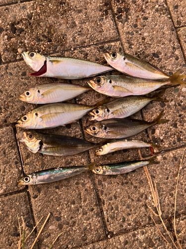 アジの釣果