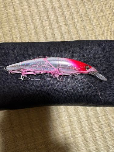 伊豆大島