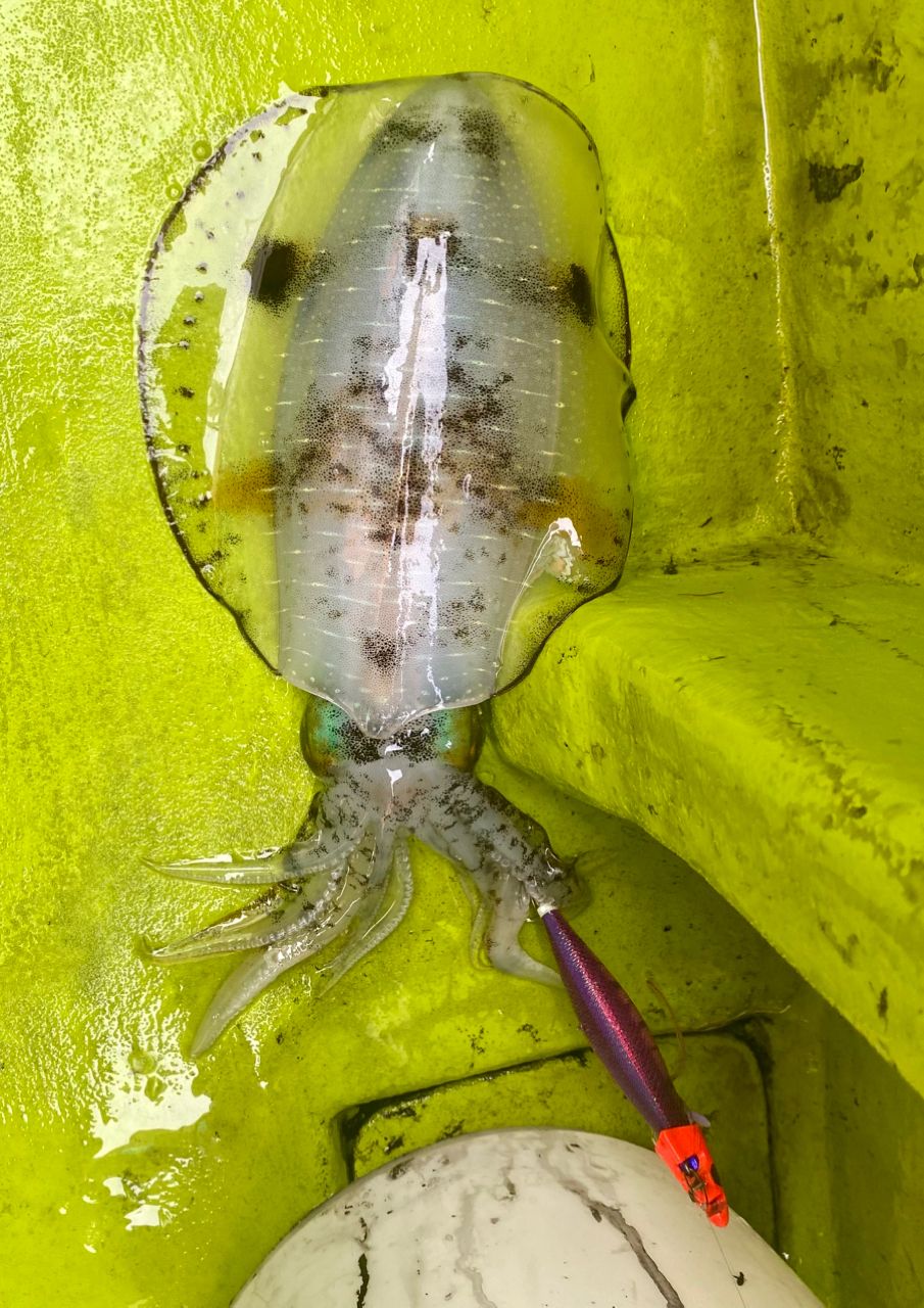 オトコマエさんの釣果 2枚目の画像