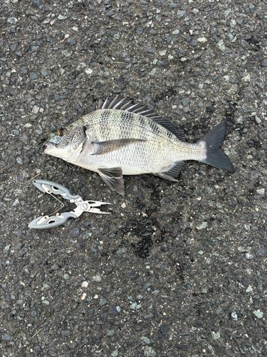 チヌの釣果