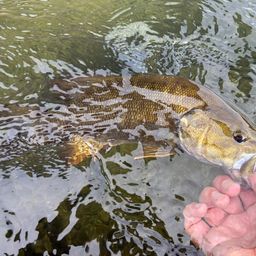 スモールマウスバス