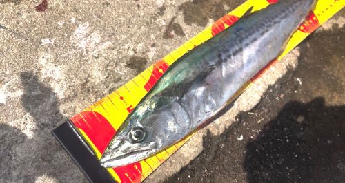 サゴシの釣果