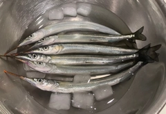 サヨリの釣果