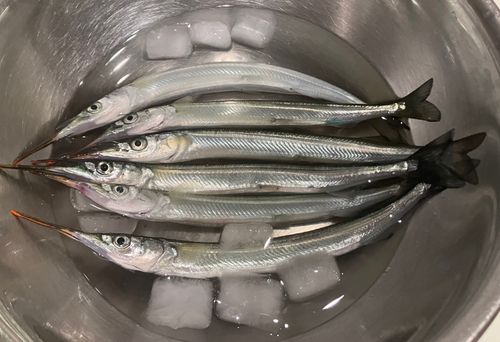 サヨリの釣果