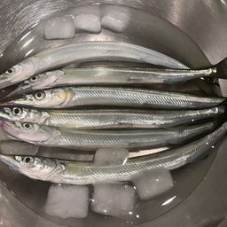 サヨリ