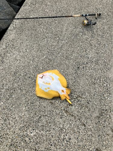 佐久島
