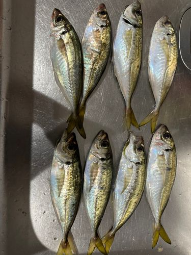 和歌浦湾