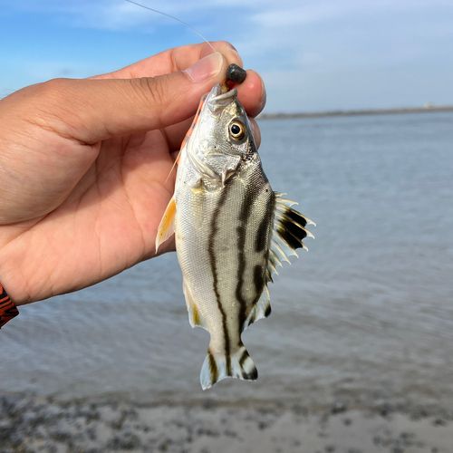 コトヒキの釣果