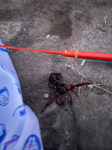 アメリカザリガニの釣果