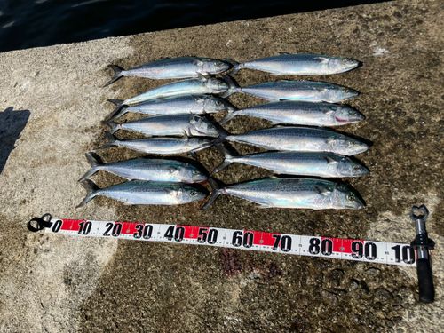 サゴシの釣果