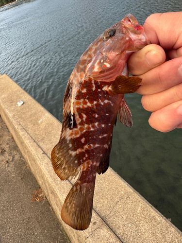 キジハタの釣果