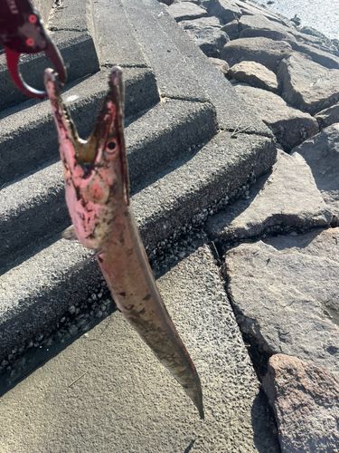 ハモの釣果