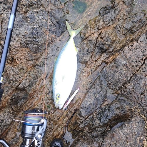 釣果