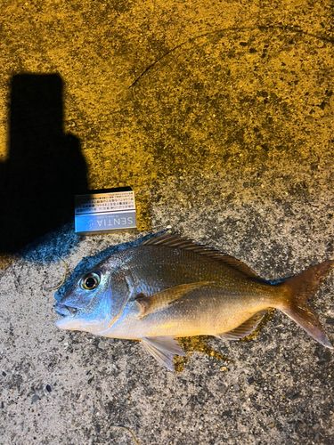 タイの釣果