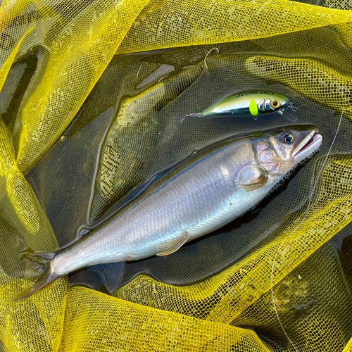 アユの釣果