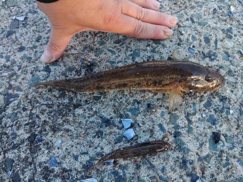 ハゼの釣果