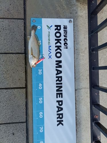 シログチの釣果